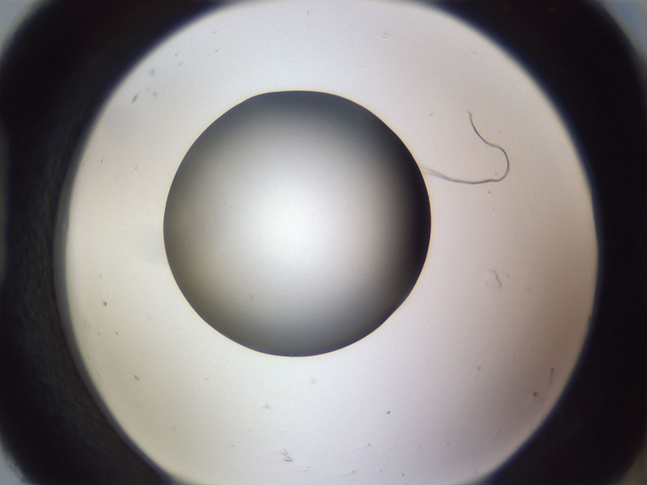 folderID192_plateID2192_batchID9954_wellNum92_profileID1_d1_r148210_ef.jpg
