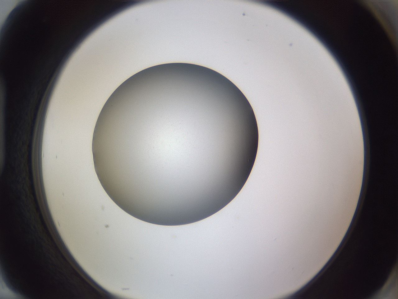 folderID192_plateID2192_batchID9954_wellNum94_profileID1_d1_r148212_ef.jpg