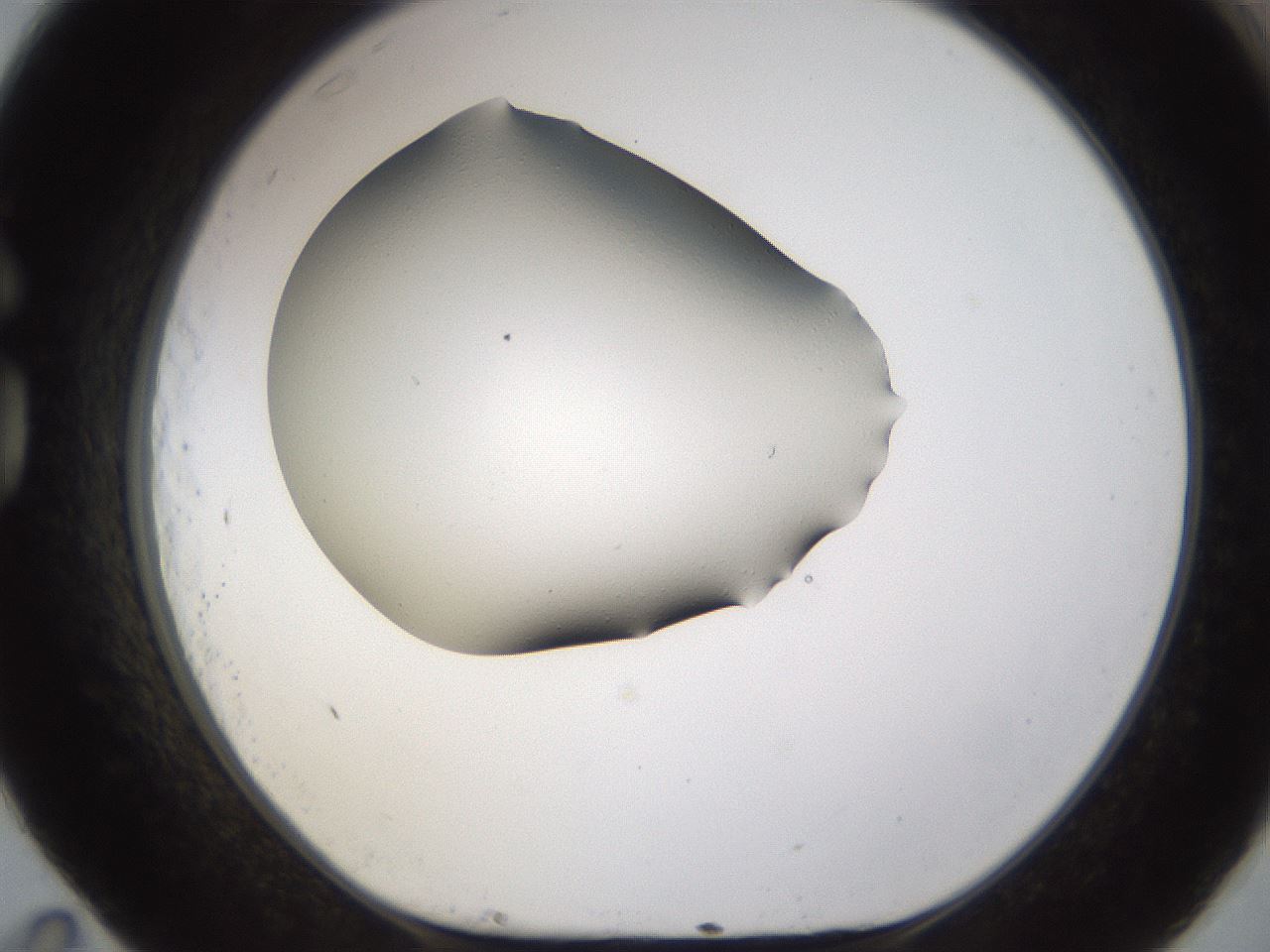 folderID193_plateID1193_batchID3354_wellNum83_profileID1_d1_r64817_ef.jpg