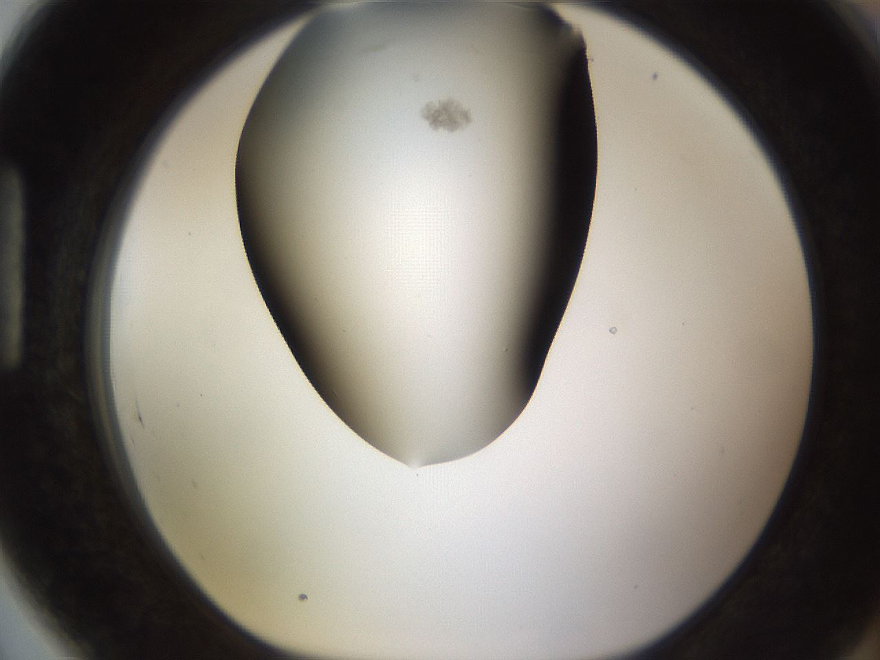 folderID193_plateID1193_batchID3354_wellNum89_profileID1_d1_r64823_ef.jpg