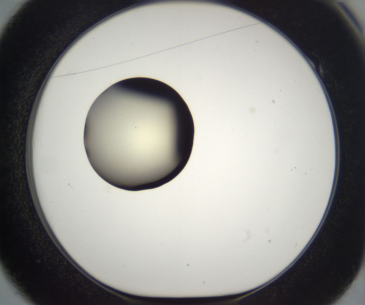 folderID193_plateID2193_batchID9961_wellNum49_profileID1_d1_r148743_ef.jpg