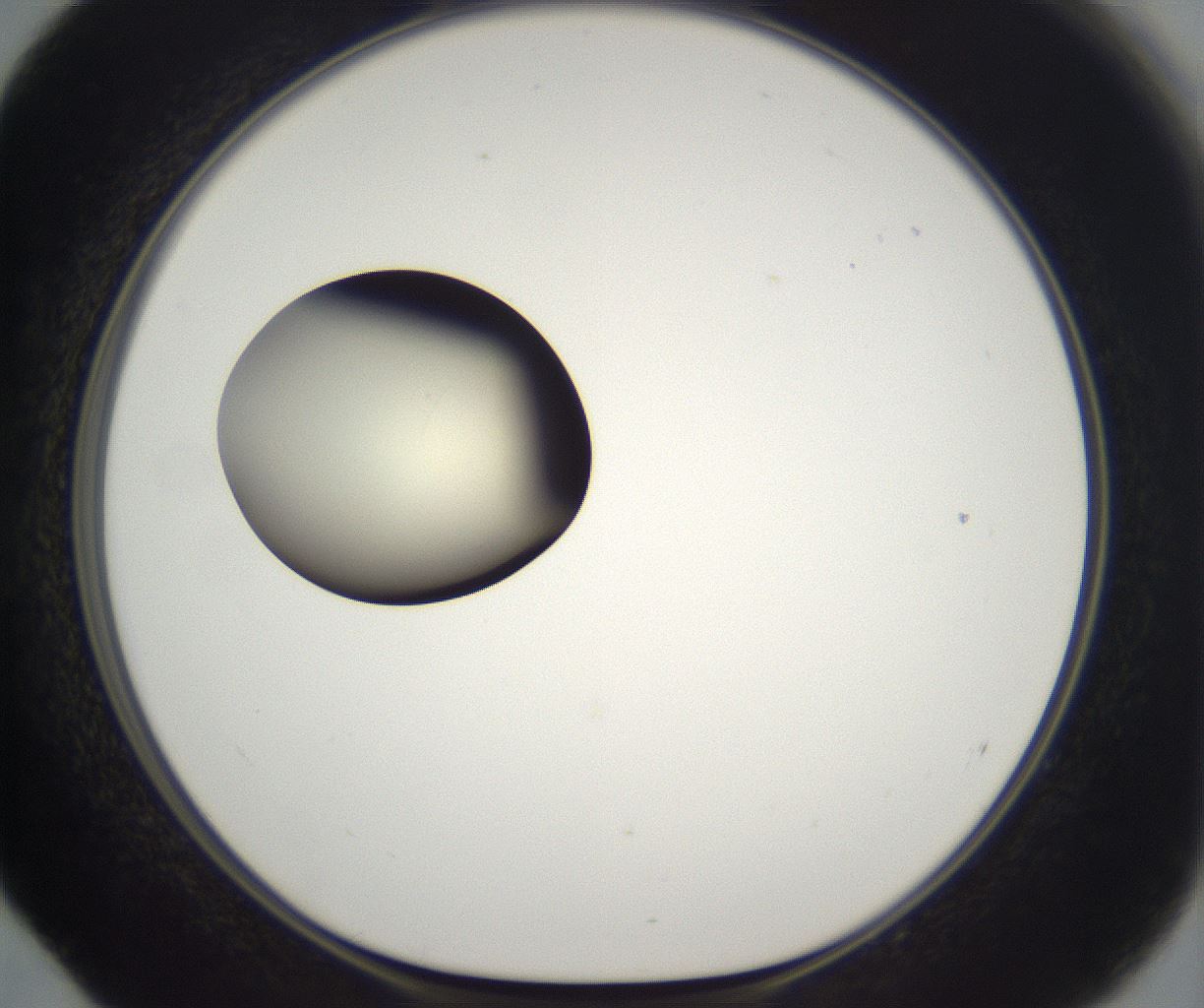 folderID193_plateID2193_batchID9961_wellNum52_profileID1_d1_r148746_ef.jpg