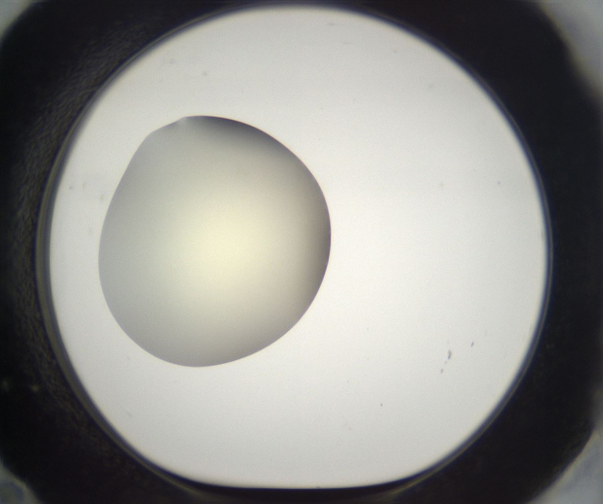 folderID193_plateID2193_batchID9961_wellNum72_profileID1_d1_r148766_ef.jpg
