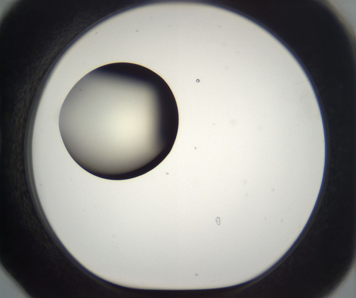 folderID193_plateID2193_batchID9961_wellNum78_profileID1_d1_r148772_ef.jpg