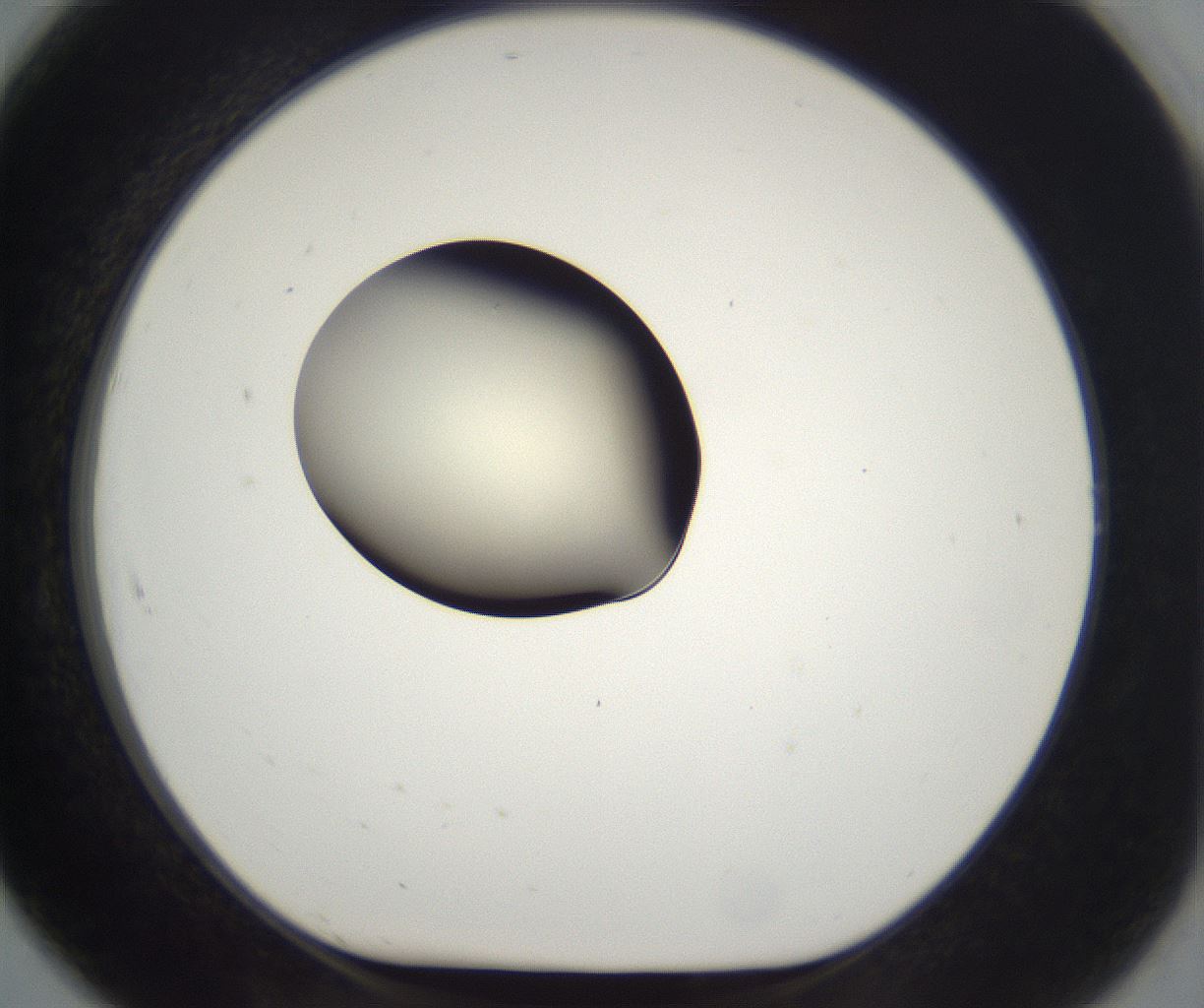 folderID193_plateID2193_batchID9961_wellNum91_profileID1_d1_r148785_ef.jpg