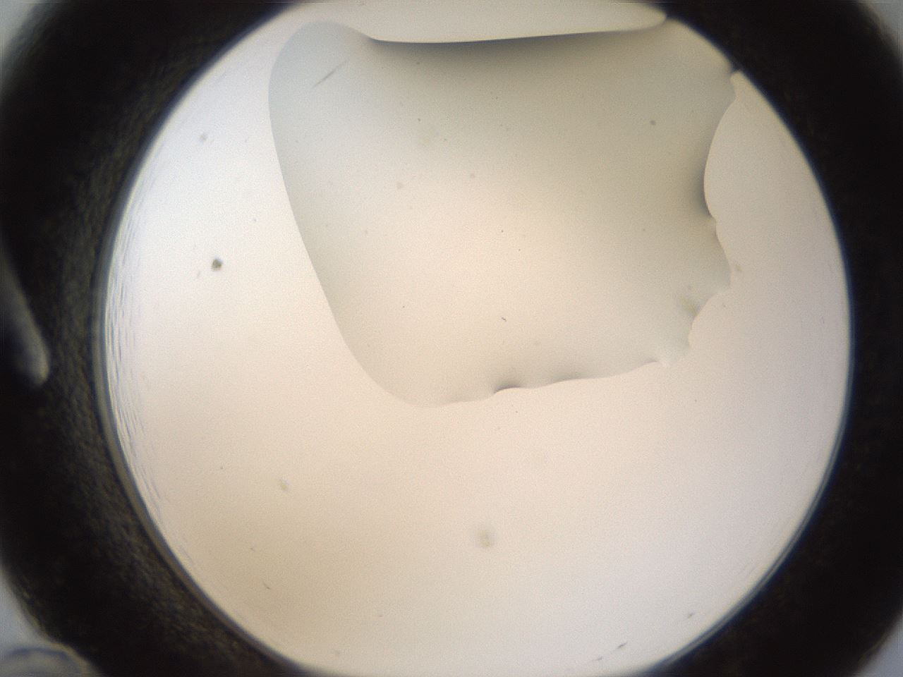 folderID194_plateID1194_batchID3367_wellNum12_profileID1_d1_r65706_ef.jpg