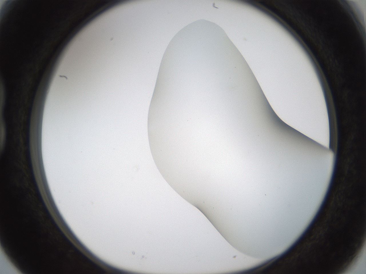 folderID194_plateID1194_batchID3367_wellNum15_profileID1_d1_r65709_ef.jpg