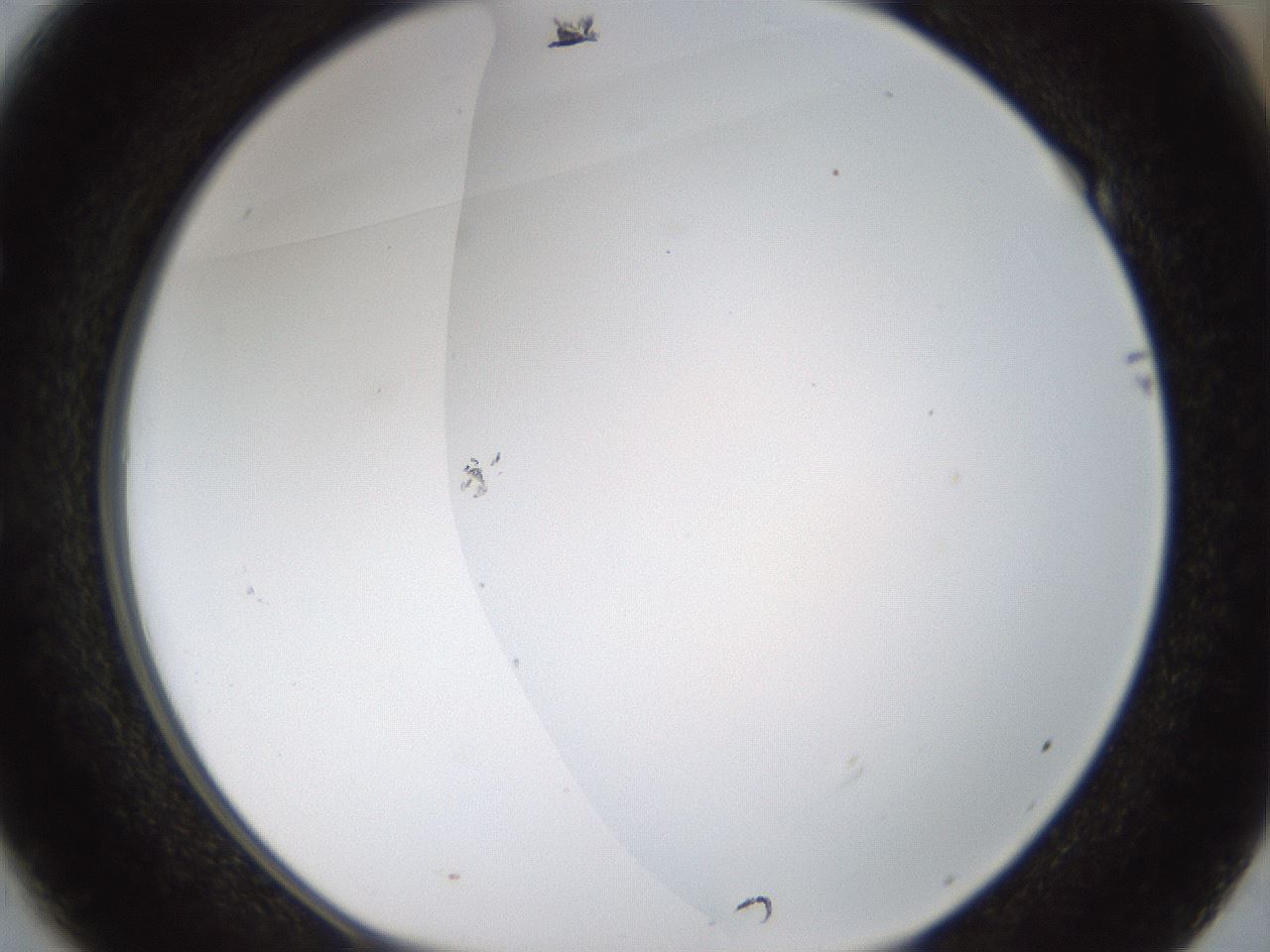 folderID194_plateID1194_batchID3367_wellNum49_profileID1_d1_r65743_ef.jpg