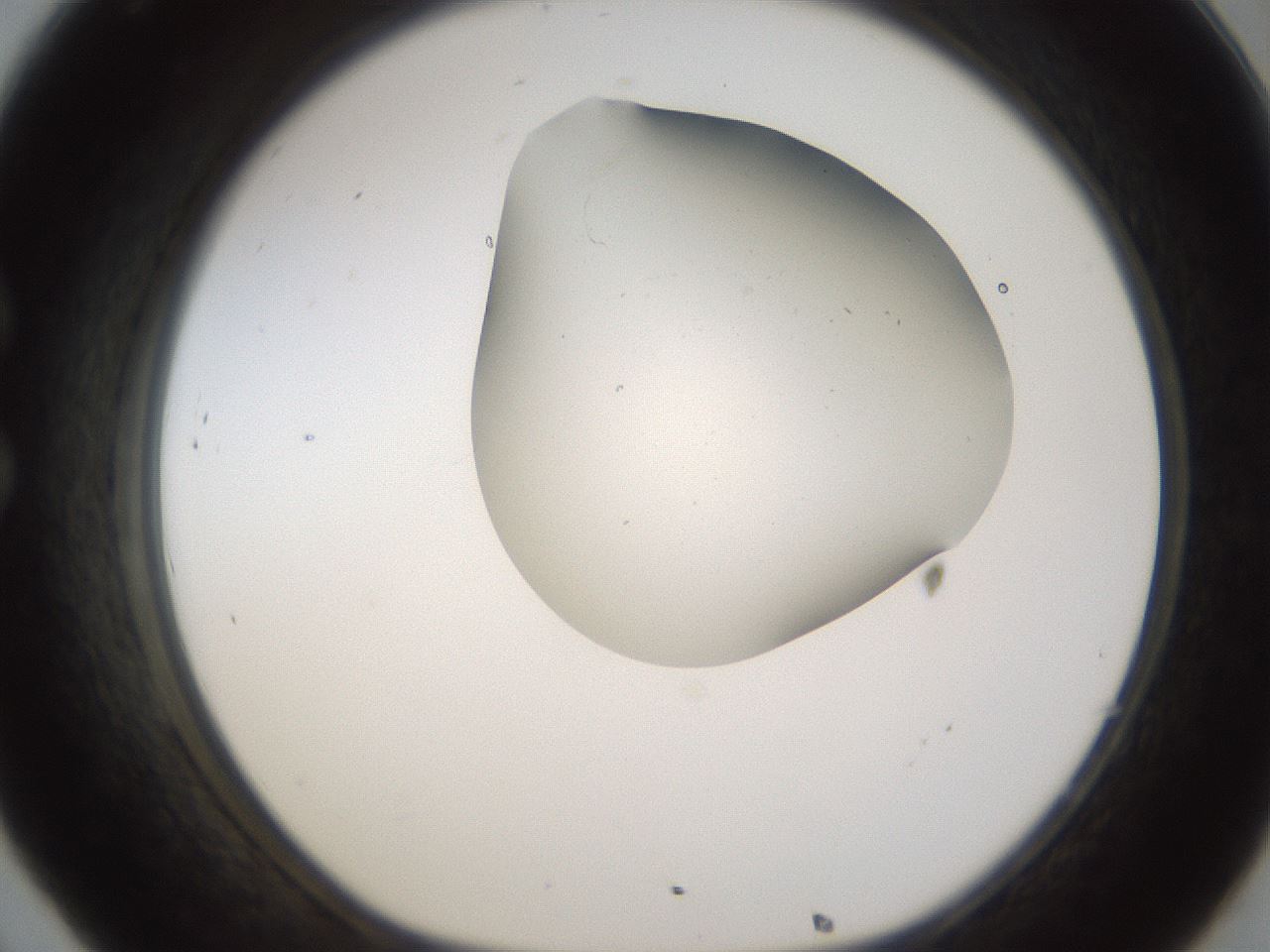 folderID194_plateID1194_batchID3367_wellNum32_profileID1_d1_r65726_ef.jpg