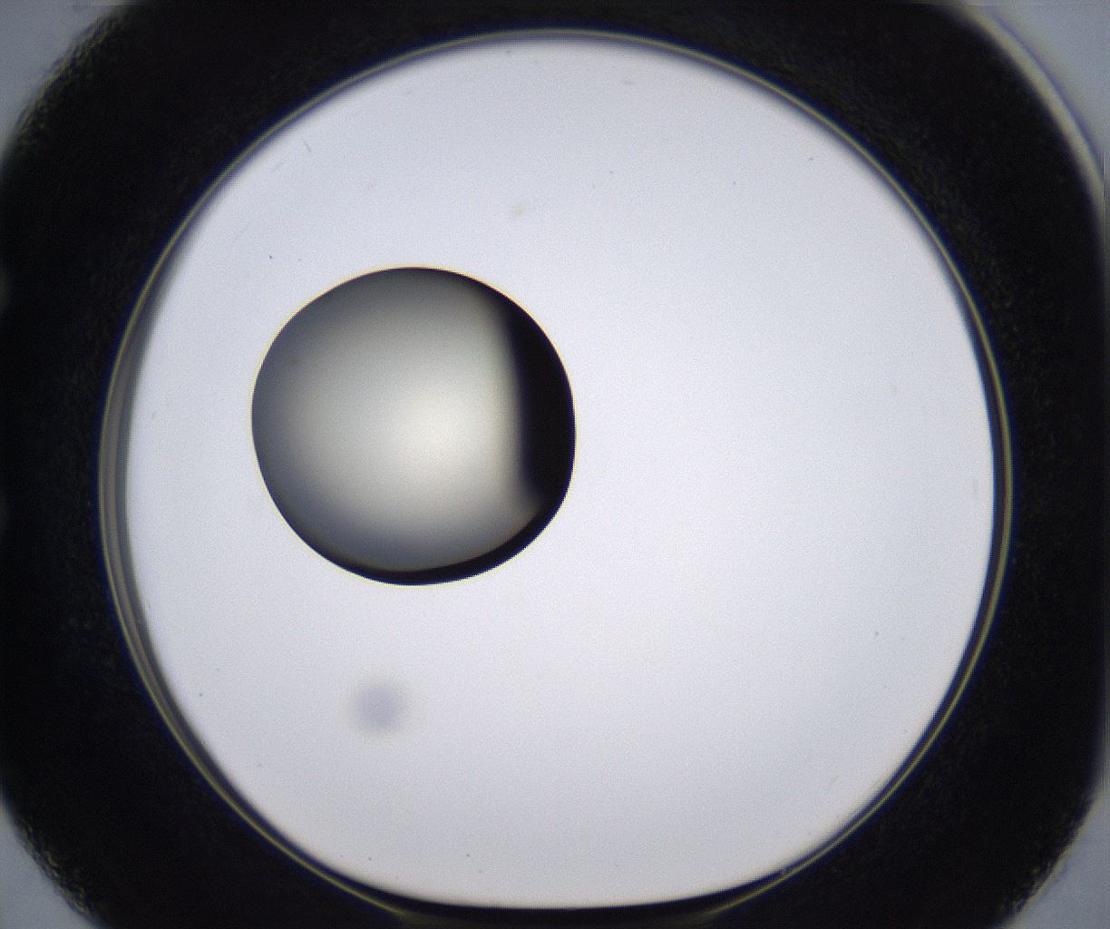 folderID194_plateID2194_batchID9960_wellNum50_profileID1_d1_r148648_ef.jpg