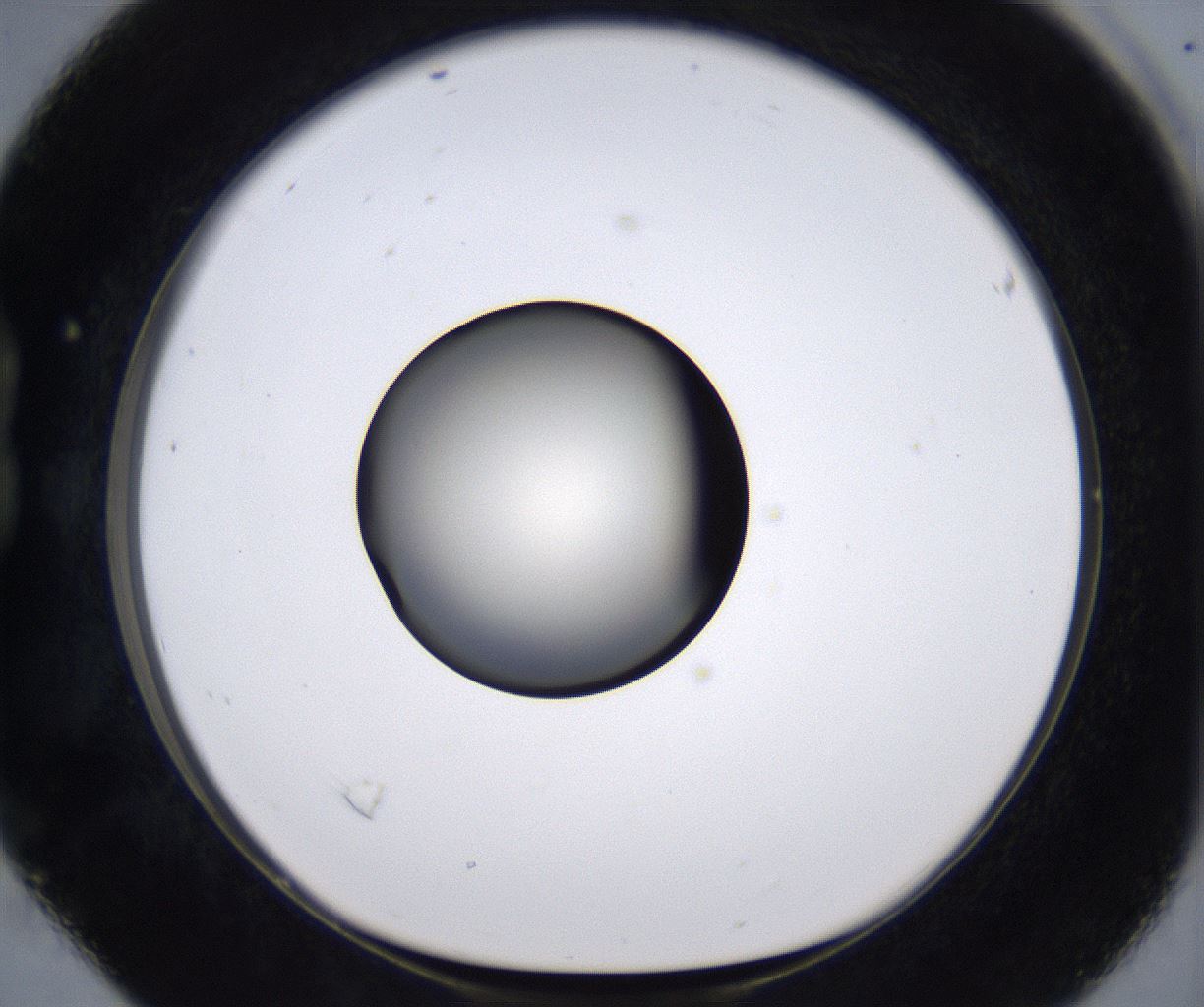 folderID194_plateID2194_batchID9960_wellNum16_profileID1_d1_r148614_ef.jpg