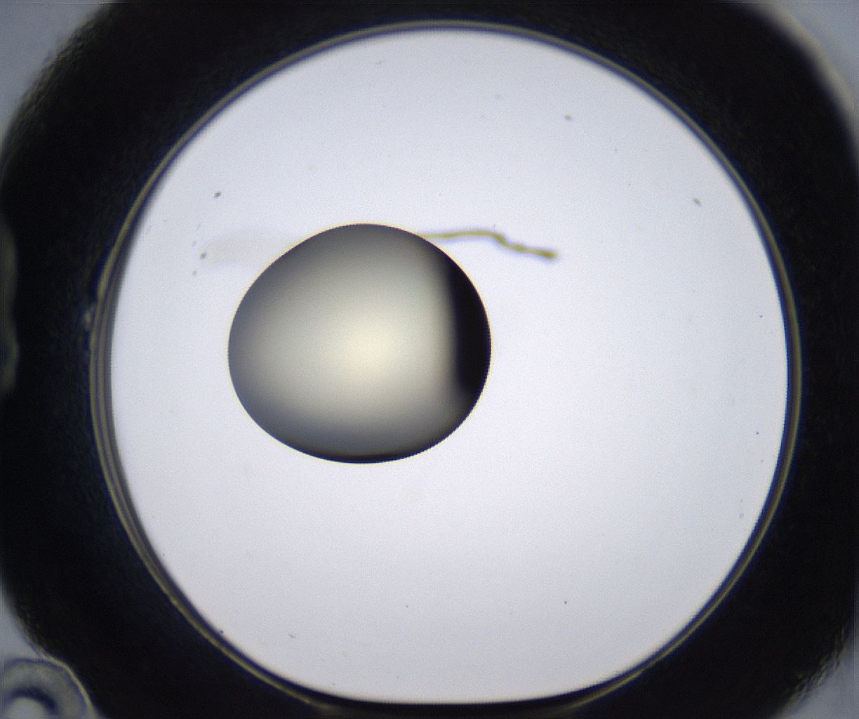 folderID194_plateID2194_batchID9960_wellNum22_profileID1_d1_r148620_ef.jpg