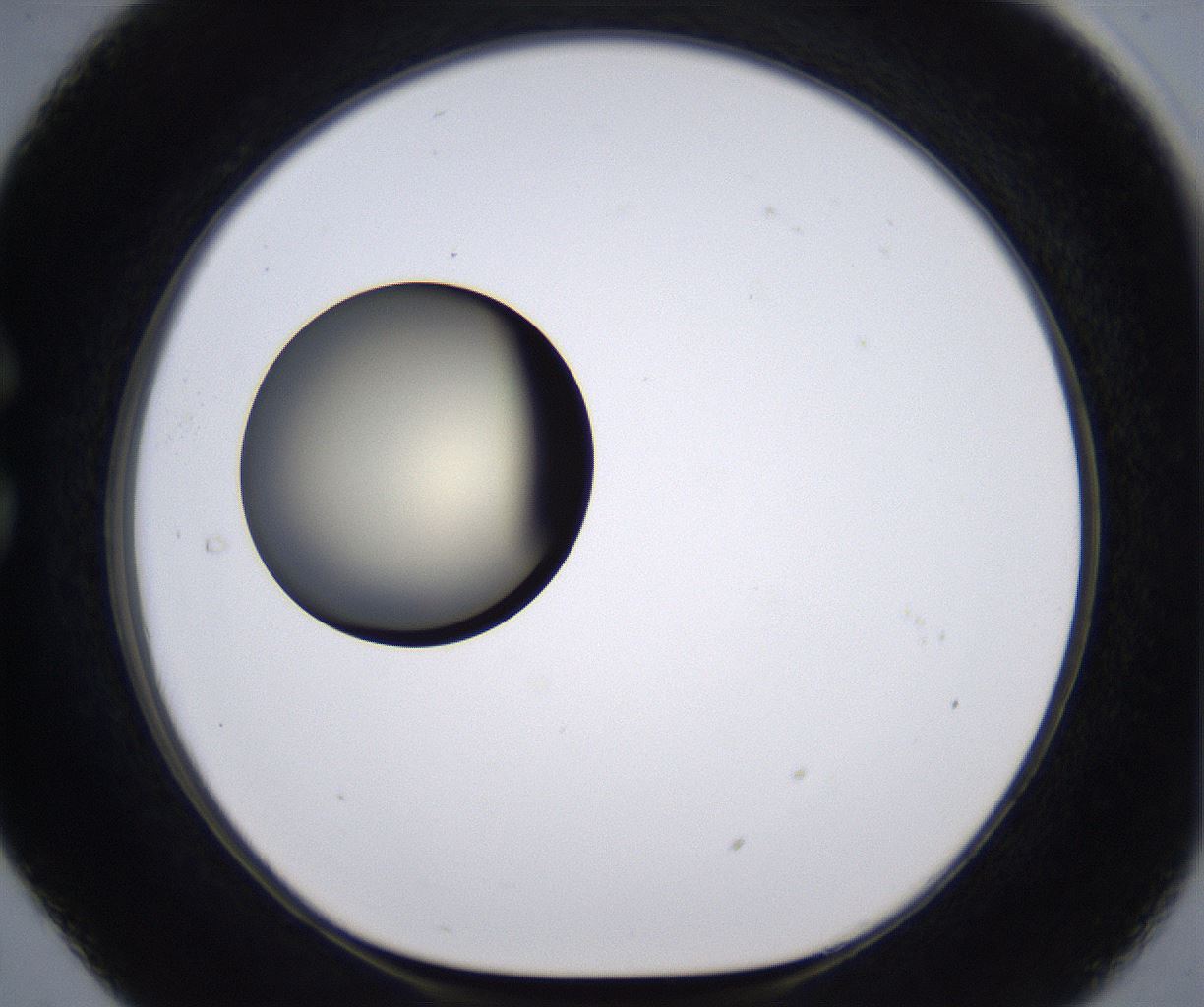 folderID194_plateID2194_batchID9960_wellNum29_profileID1_d1_r148627_ef.jpg