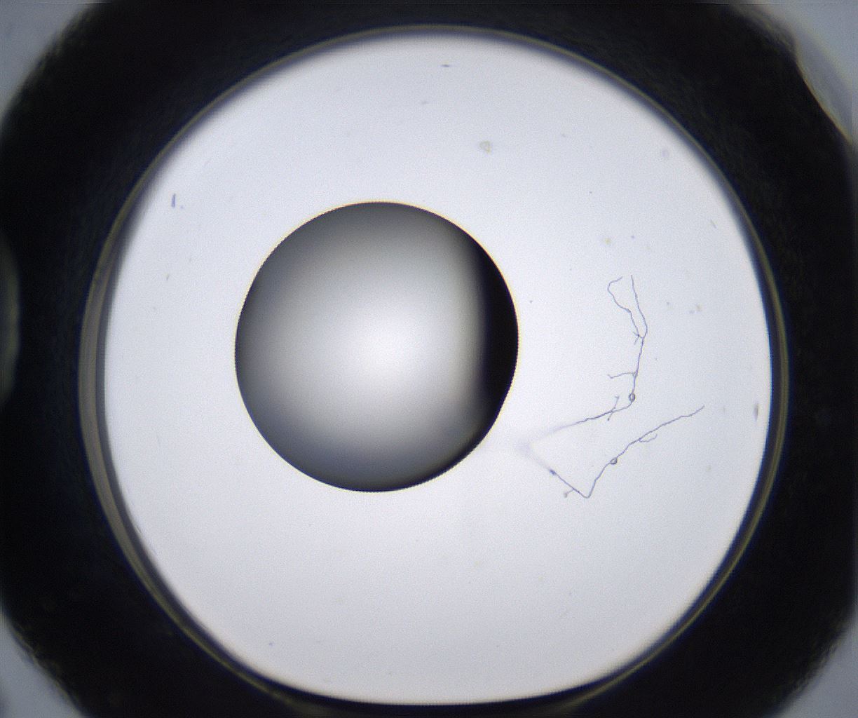 folderID194_plateID2194_batchID9960_wellNum42_profileID1_d1_r148640_ef.jpg