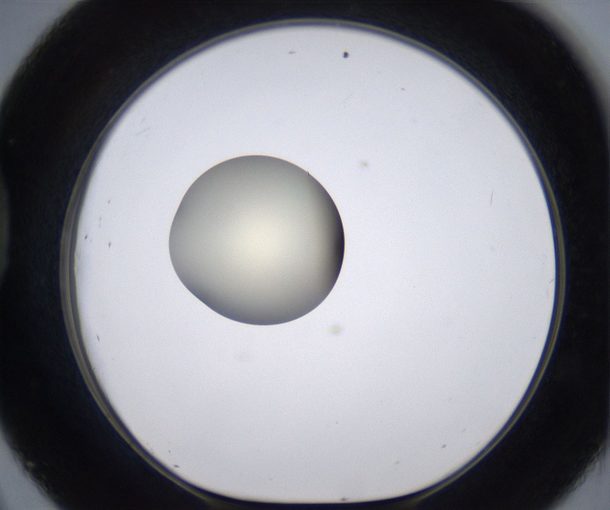 folderID194_plateID2194_batchID9960_wellNum45_profileID1_d1_r148643_ef.jpg
