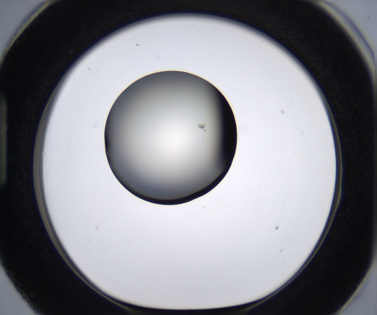 folderID194_plateID2194_batchID9960_wellNum87_profileID1_d1_r148685_ef.jpg