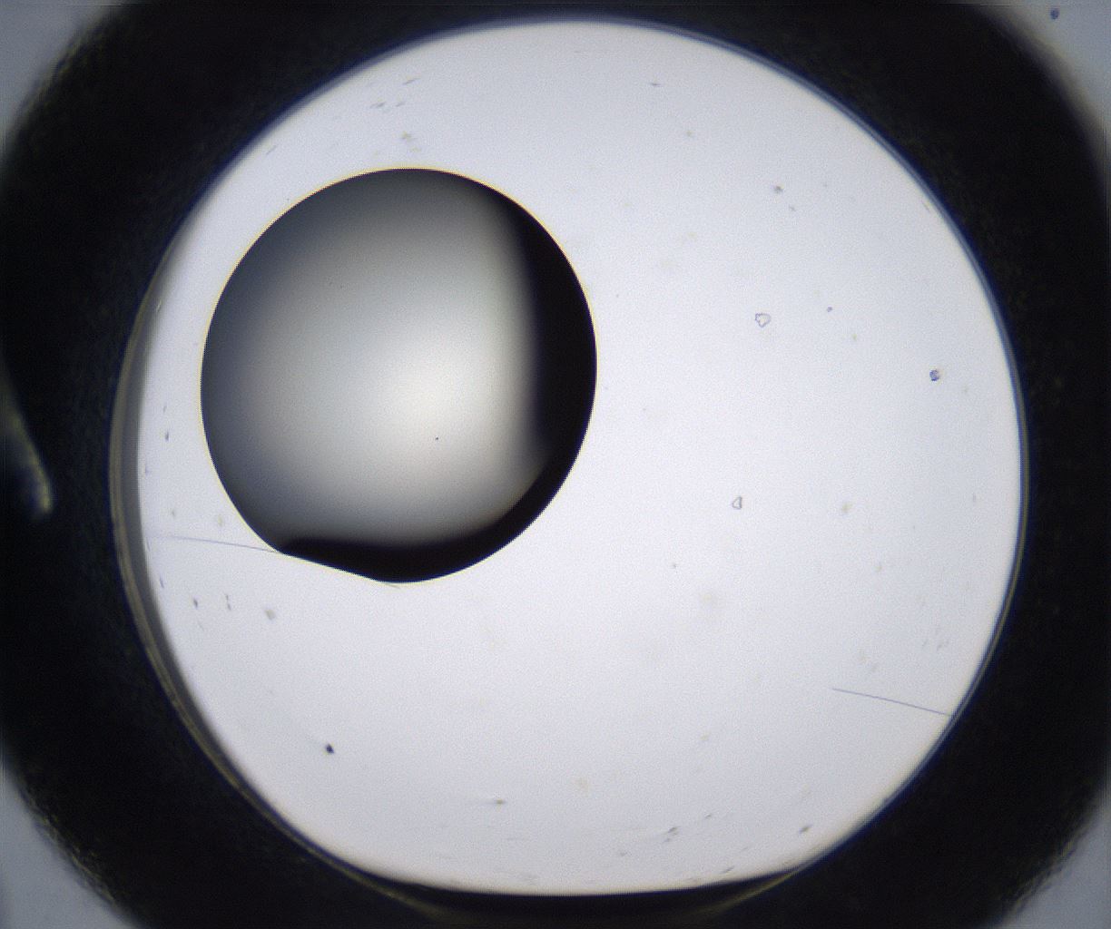 folderID194_plateID2194_batchID9960_wellNum8_profileID1_d1_r148606_ef.jpg