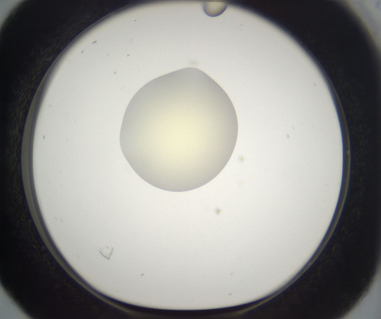 folderID195_plateID2195_batchID9964_wellNum16_profileID1_d1_r148902_ef.jpg