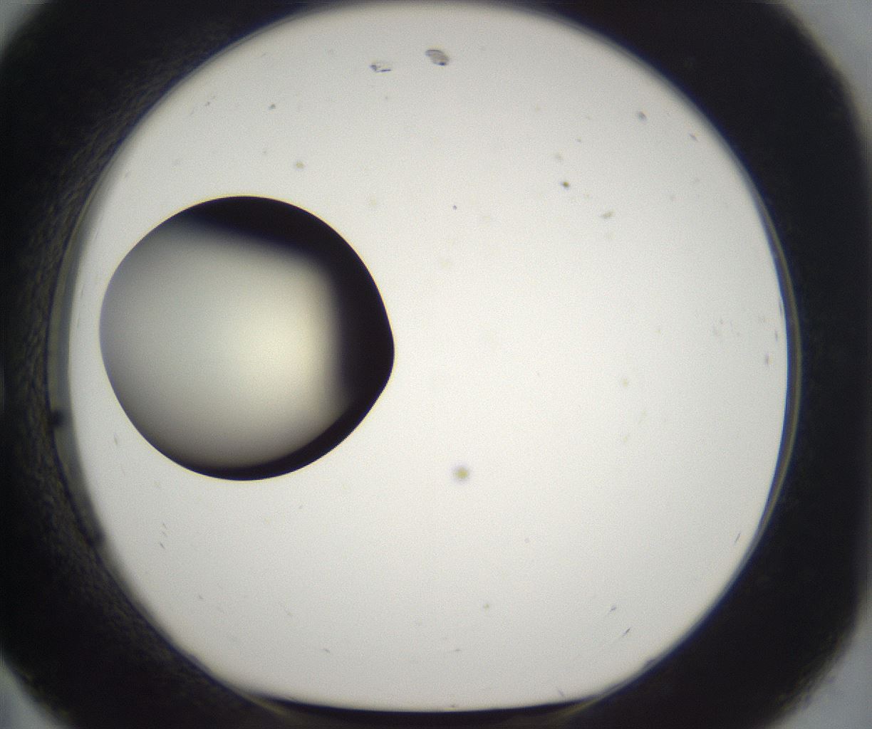 folderID195_plateID2195_batchID9964_wellNum11_profileID1_d1_r148897_ef.jpg