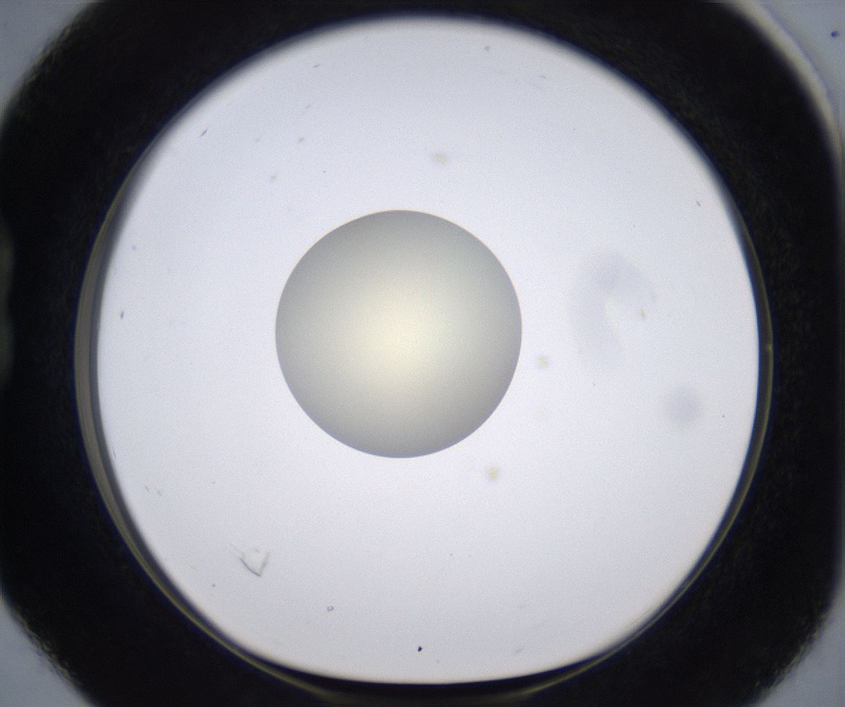folderID196_plateID2196_batchID9963_wellNum16_profileID1_d1_r148806_ef.jpg