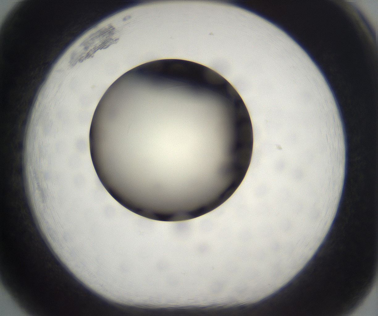 folderID197_plateID2197_batchID9967_wellNum65_profileID1_d1_r149143_ef.jpg