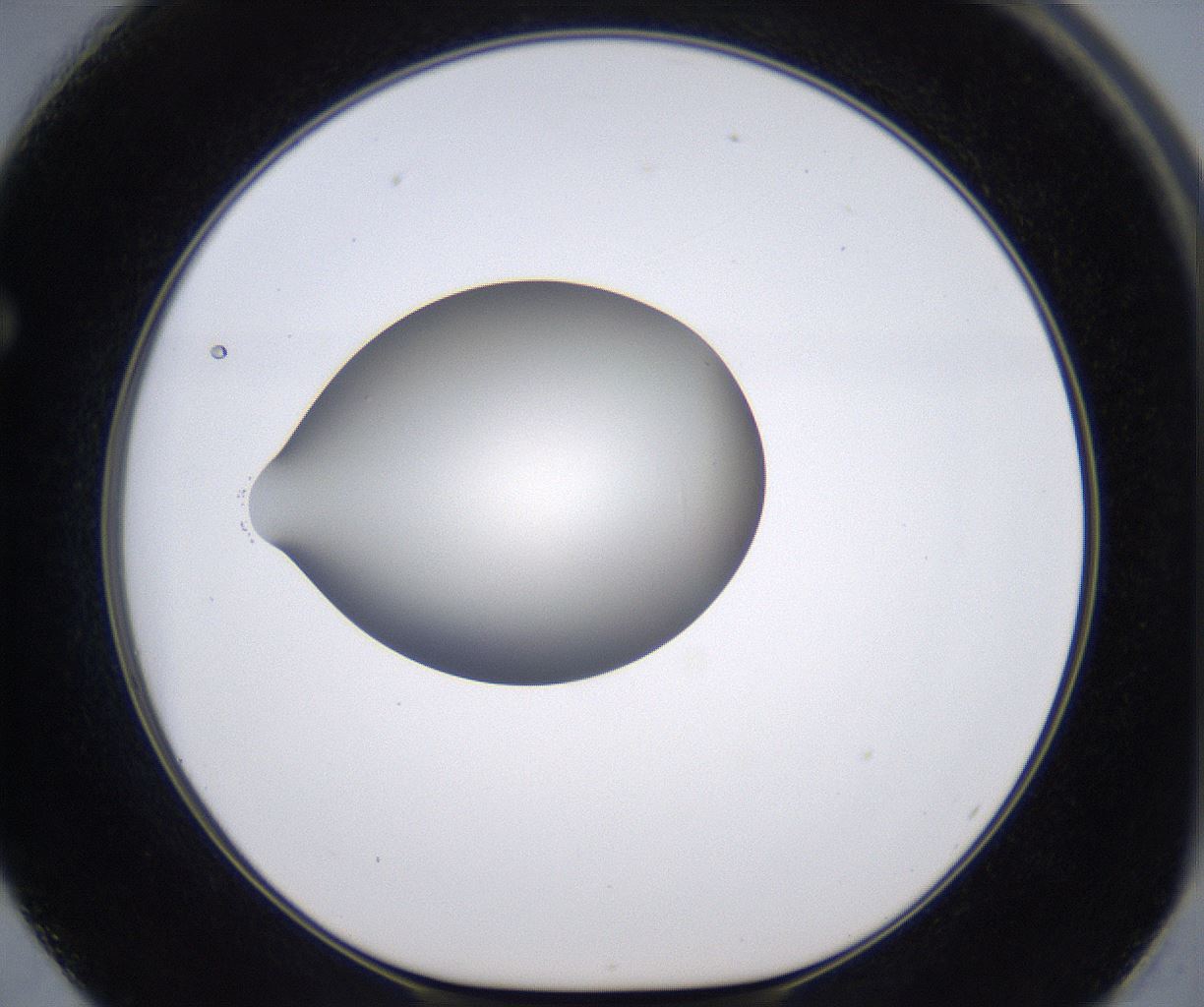 folderID198_plateID2198_batchID9966_wellNum62_profileID1_d1_r149044_ef.jpg