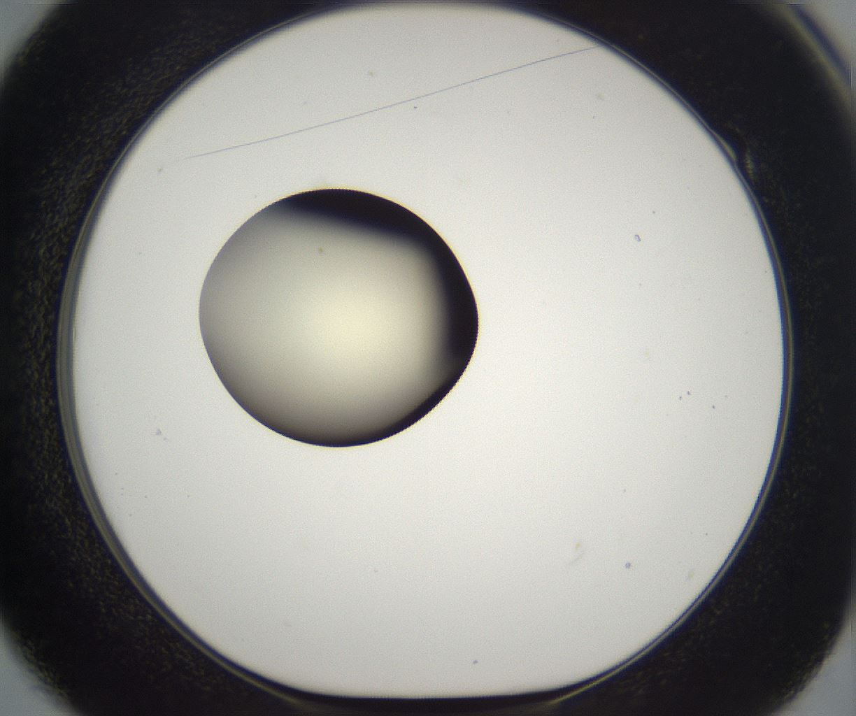 folderID195_plateID2195_batchID9964_wellNum49_profileID1_d1_r148935_ef.jpg