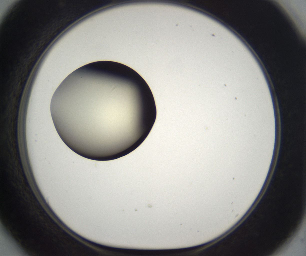 folderID195_plateID2195_batchID9964_wellNum54_profileID1_d1_r148940_ef.jpg