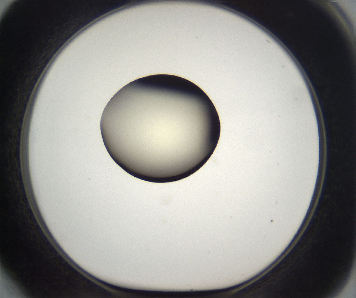 folderID195_plateID2195_batchID9964_wellNum64_profileID1_d1_r148950_ef.jpg