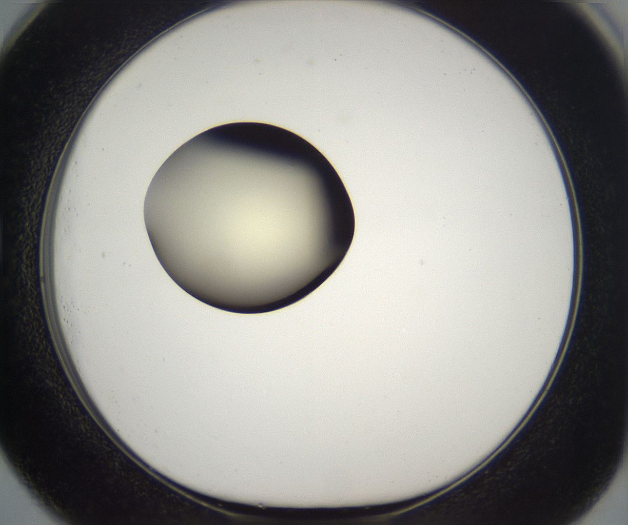 folderID195_plateID2195_batchID9964_wellNum73_profileID1_d1_r148959_ef.jpg