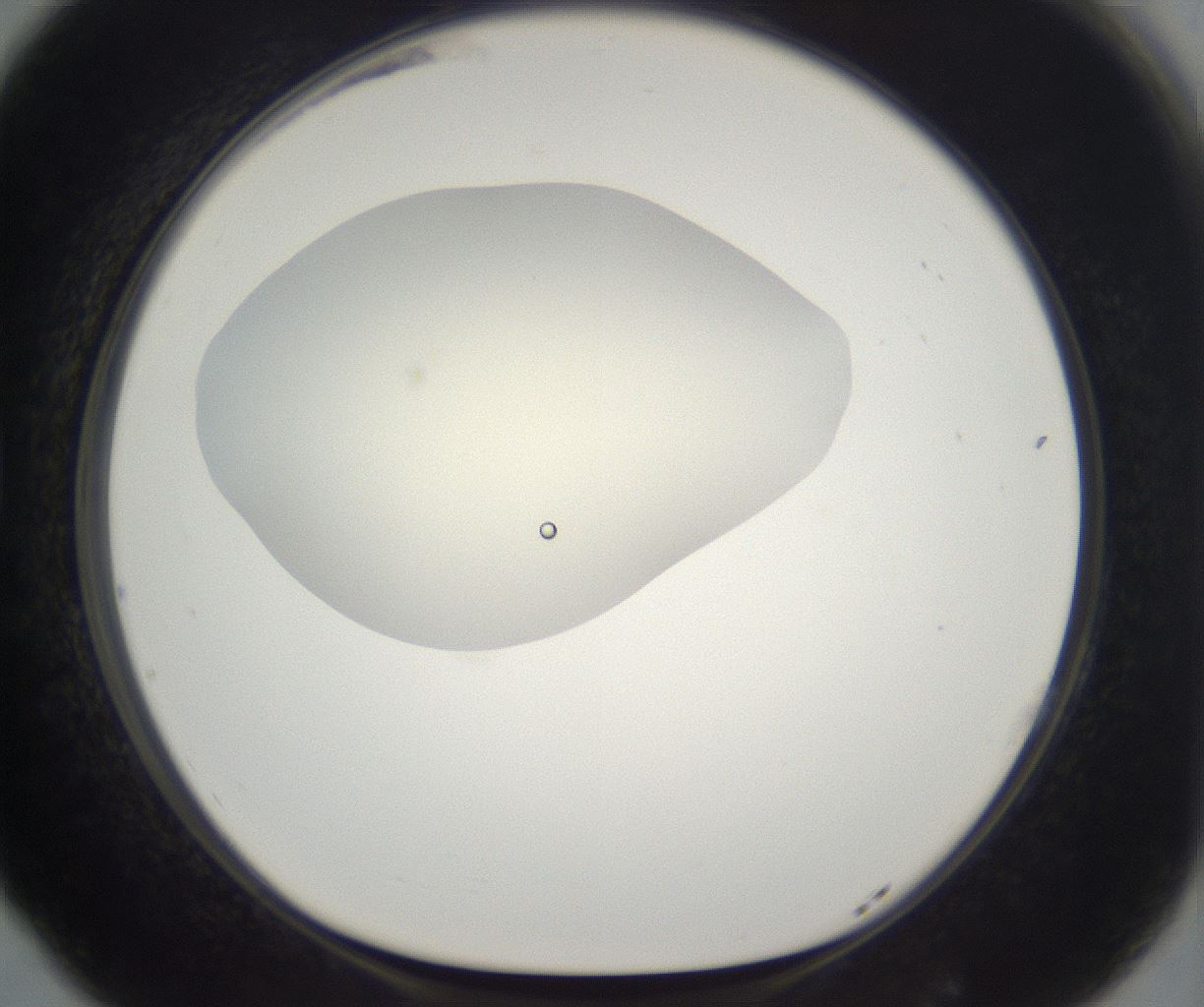 folderID195_plateID2195_batchID9964_wellNum77_profileID1_d1_r148963_ef.jpg