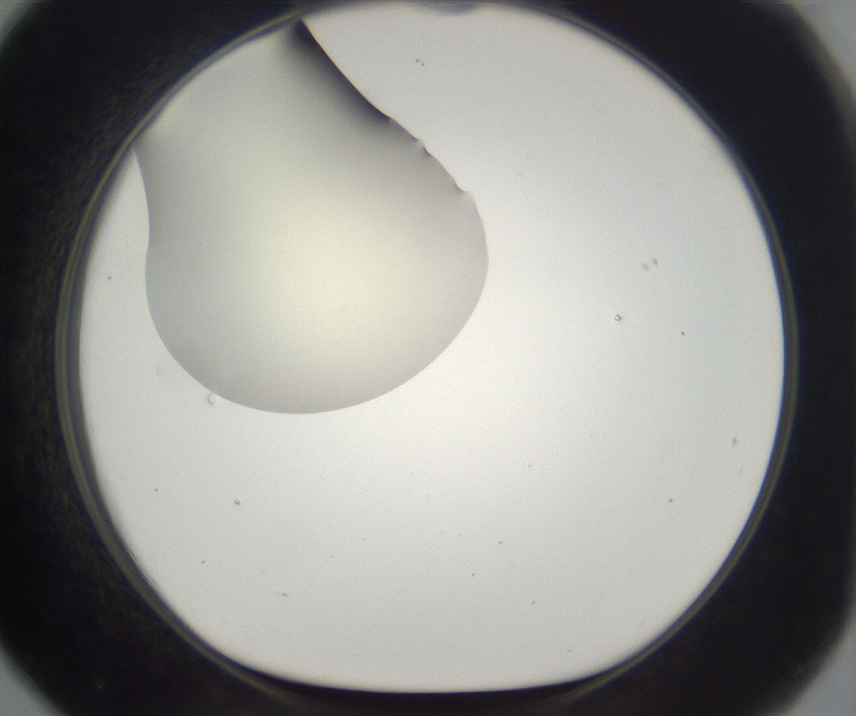 folderID195_plateID2195_batchID9964_wellNum79_profileID1_d1_r148965_ef.jpg