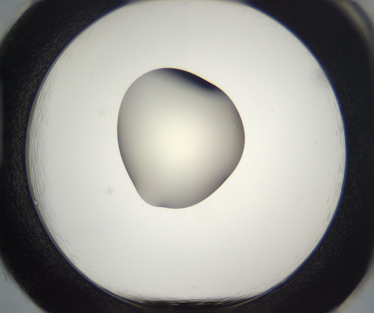 folderID195_plateID2195_batchID9964_wellNum85_profileID1_d1_r148971_ef.jpg