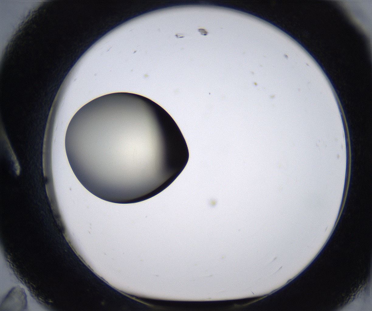 folderID196_plateID2196_batchID9963_wellNum11_profileID1_d1_r148801_ef.jpg