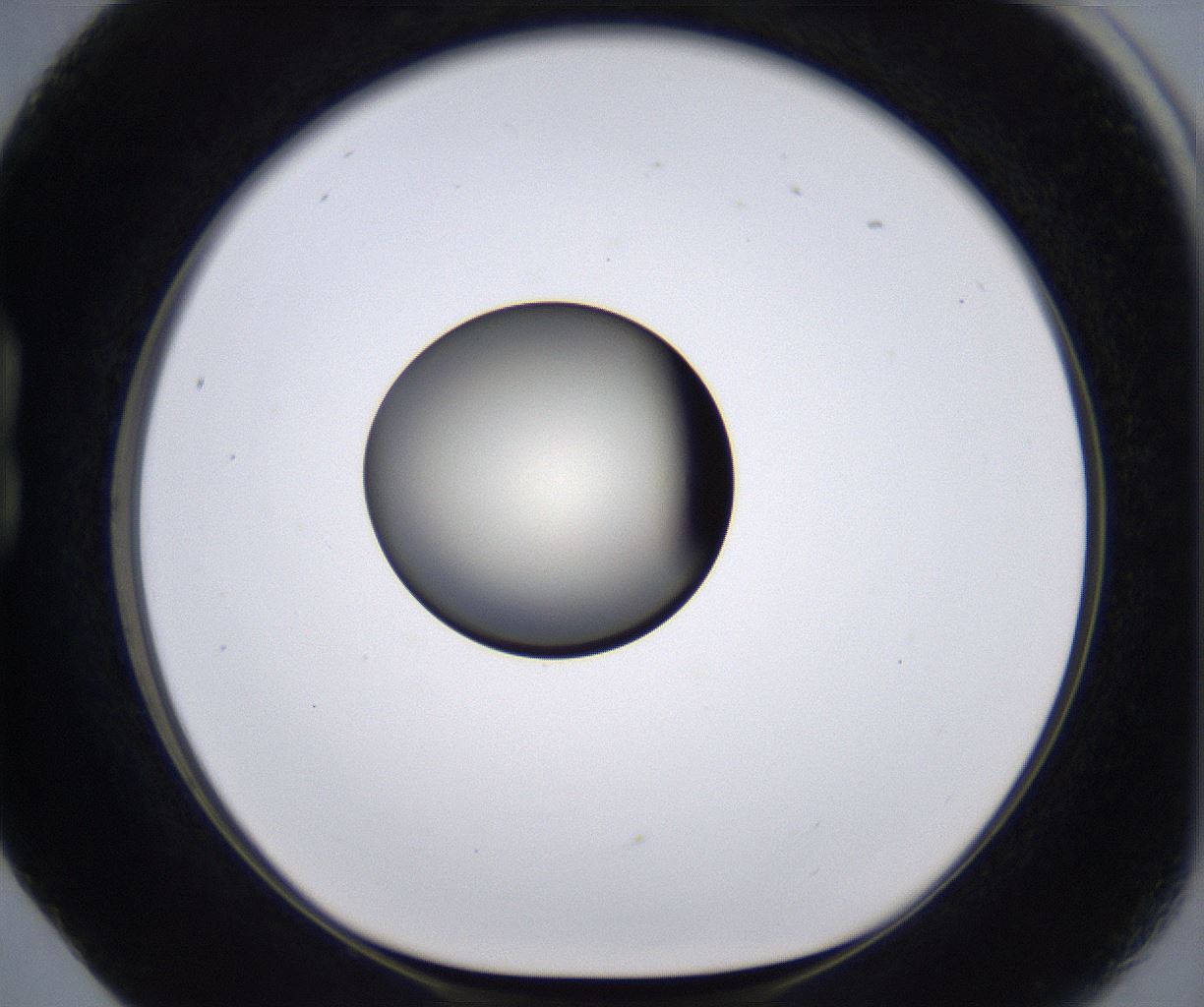 folderID196_plateID2196_batchID9963_wellNum17_profileID1_d1_r148807_ef.jpg
