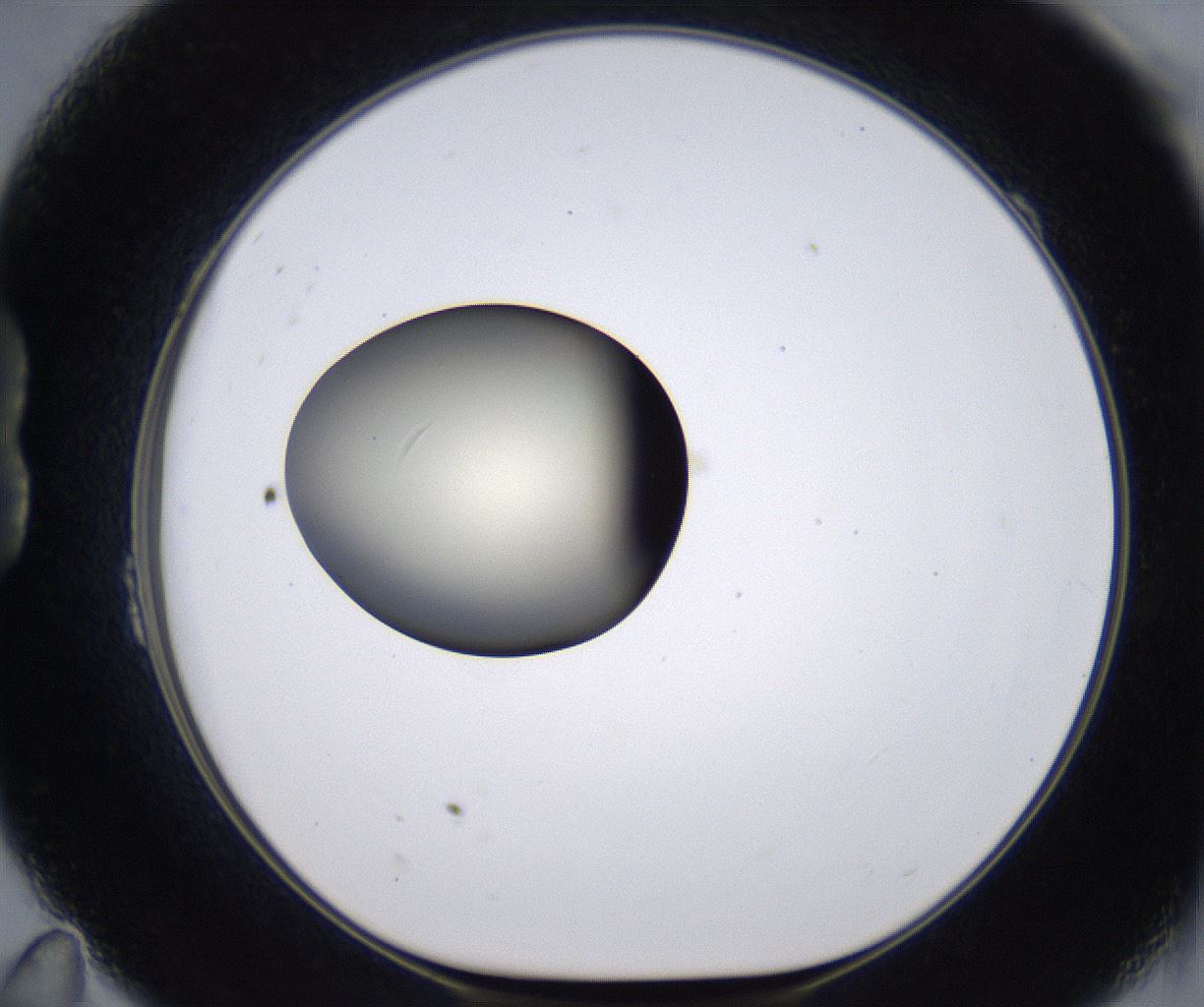 folderID196_plateID2196_batchID9963_wellNum23_profileID1_d1_r148813_ef.jpg