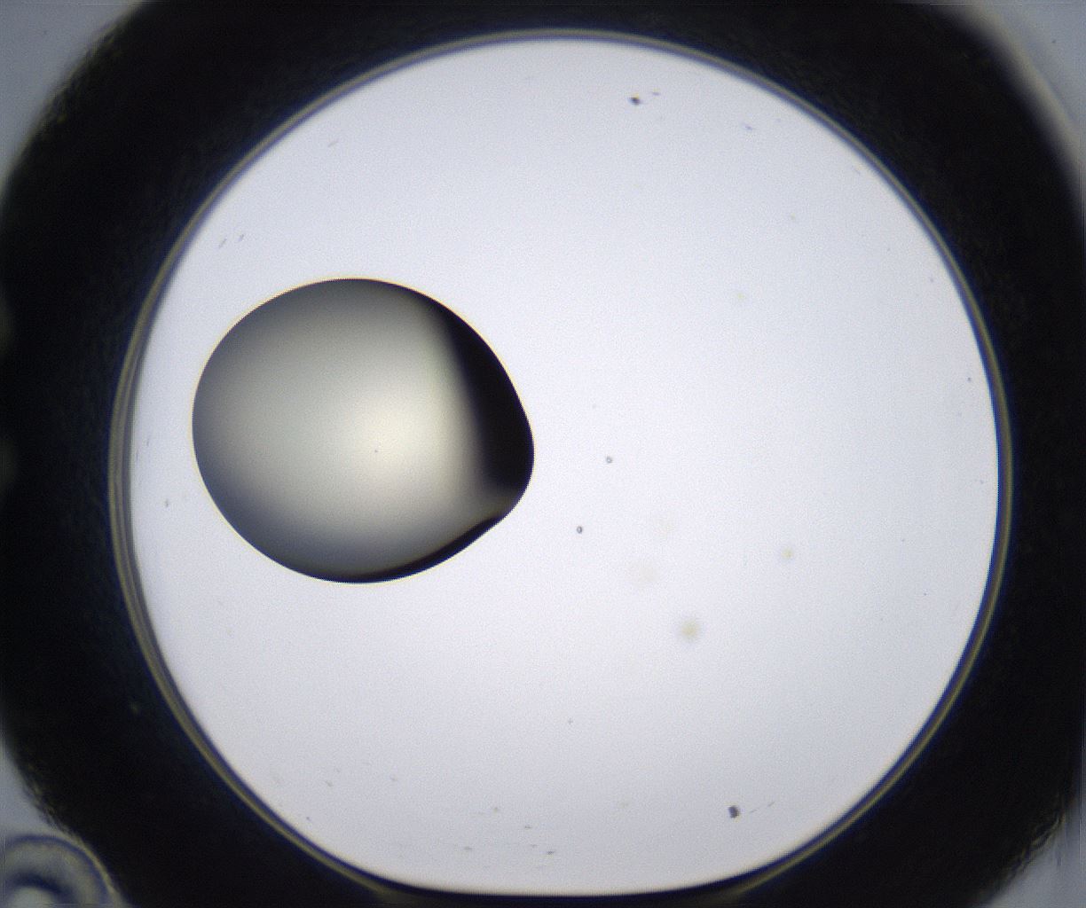 folderID196_plateID2196_batchID9963_wellNum34_profileID1_d1_r148824_ef.jpg