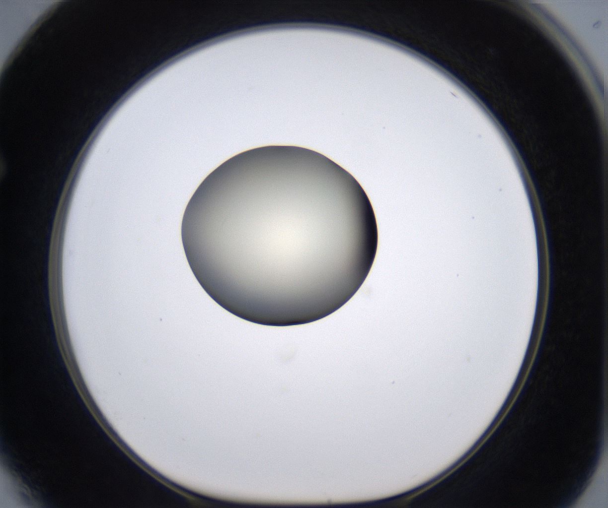 folderID196_plateID2196_batchID9963_wellNum64_profileID1_d1_r148854_ef.jpg