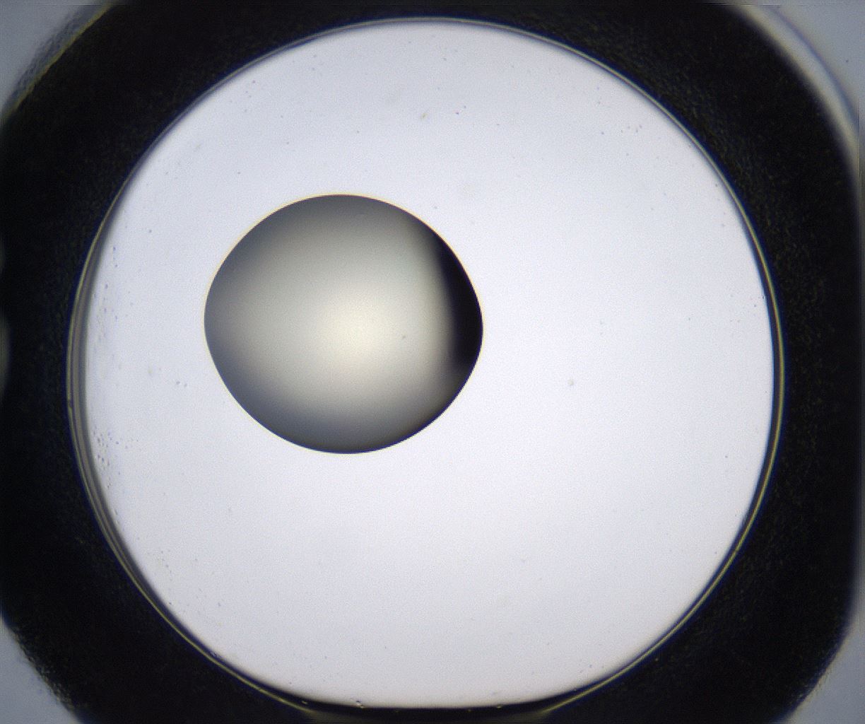 folderID196_plateID2196_batchID9963_wellNum73_profileID1_d1_r148863_ef.jpg