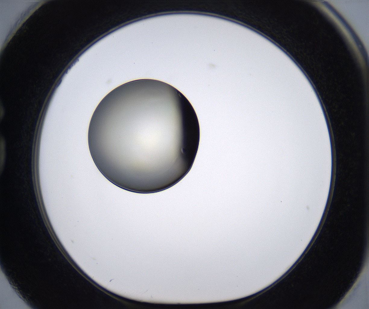 folderID196_plateID2196_batchID9963_wellNum74_profileID1_d1_r148864_ef.jpg