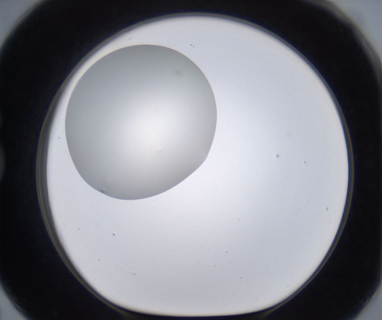 folderID196_plateID2196_batchID9963_wellNum79_profileID1_d1_r148869_ef.jpg