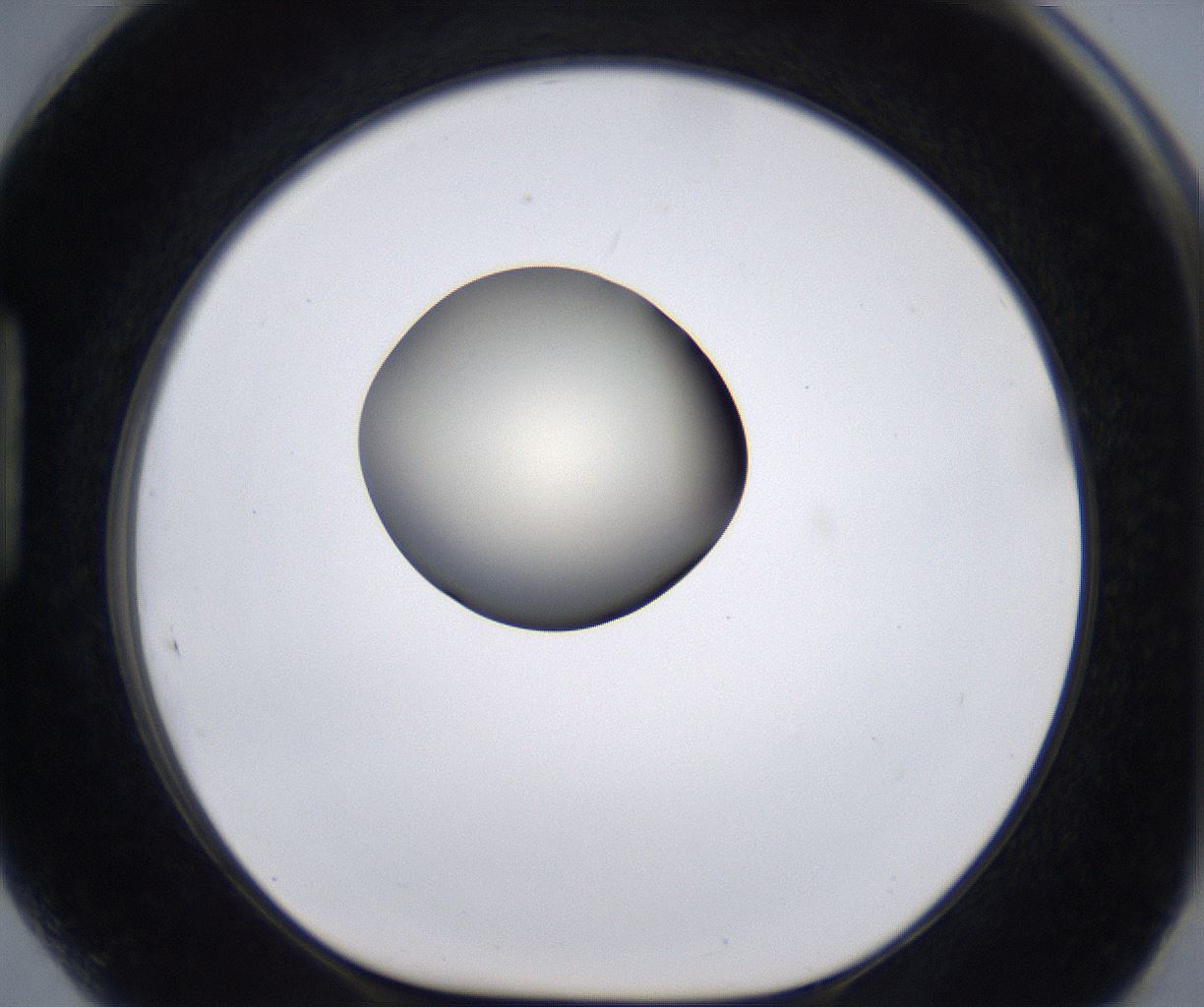 folderID196_plateID2196_batchID9963_wellNum89_profileID1_d1_r148879_ef.jpg