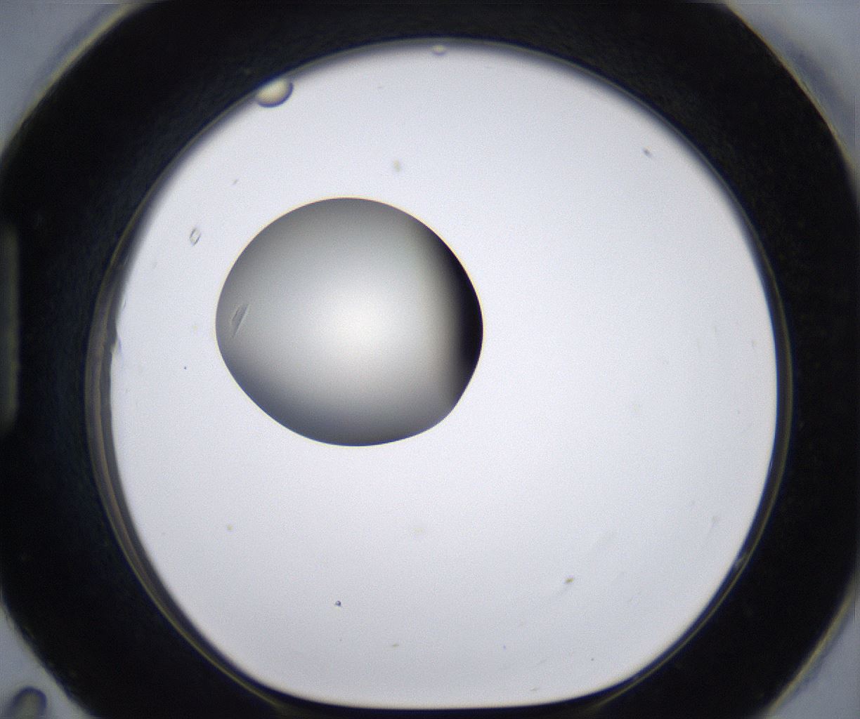 folderID196_plateID2196_batchID9963_wellNum95_profileID1_d1_r148885_ef.jpg
