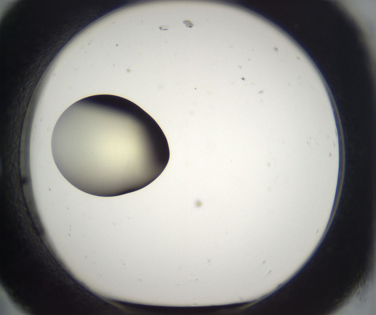 folderID197_plateID2197_batchID9967_wellNum11_profileID1_d1_r149089_ef.jpg