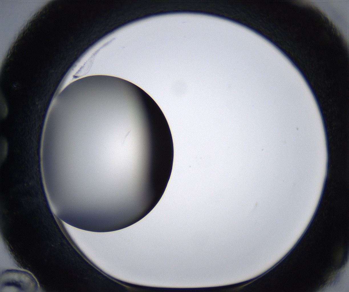 folderID196_plateID2196_batchID9963_wellNum36_profileID1_d1_r148826_ef.jpg