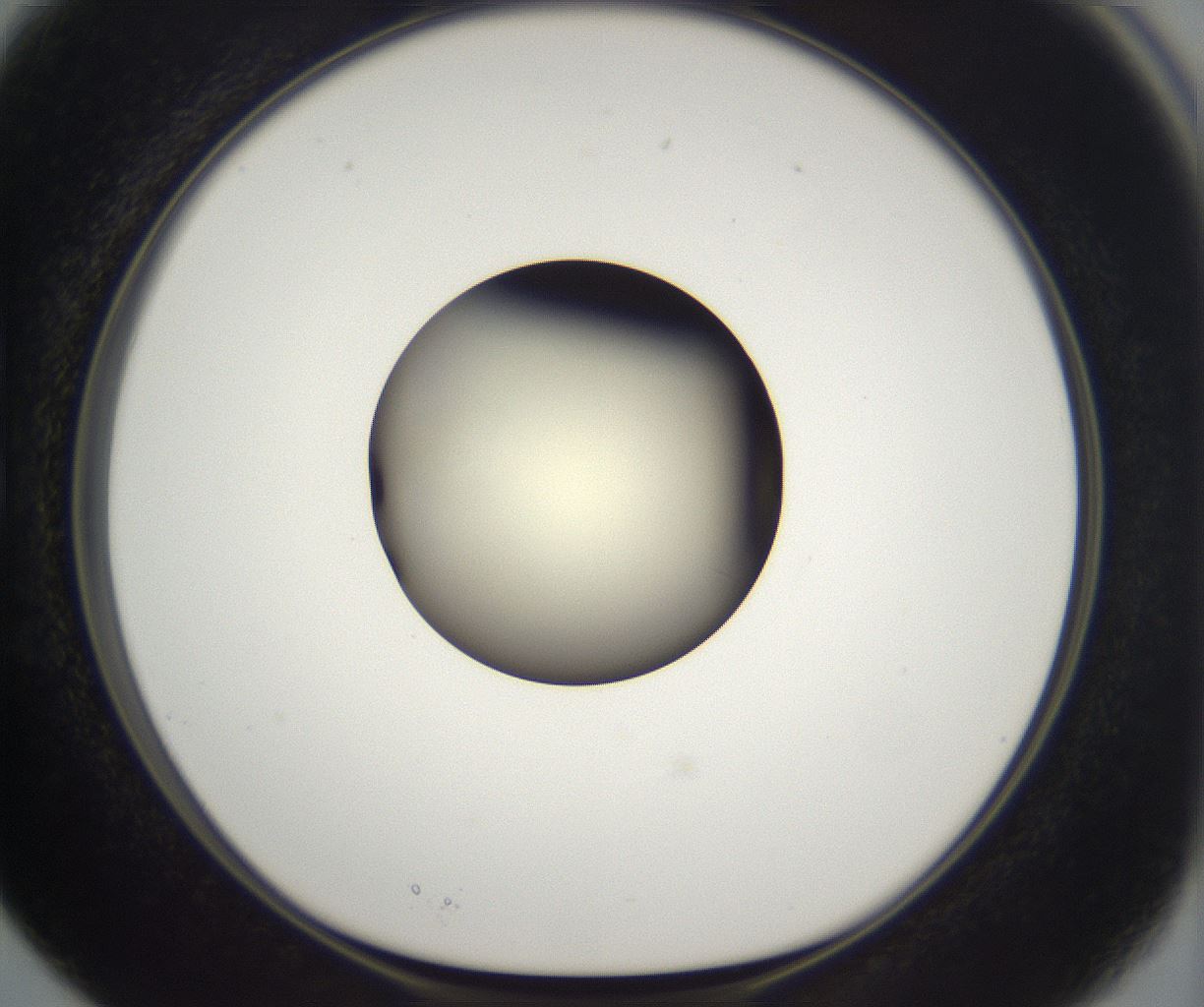 folderID197_plateID2197_batchID9967_wellNum15_profileID1_d1_r149093_ef.jpg