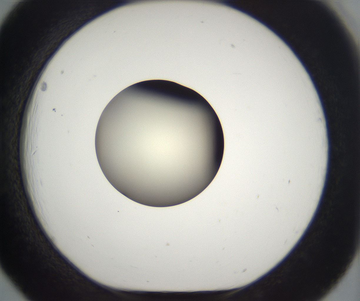 folderID197_plateID2197_batchID9967_wellNum18_profileID1_d1_r149096_ef.jpg