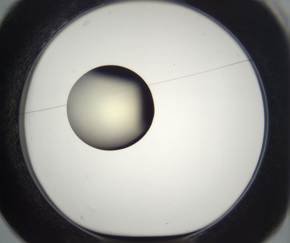 folderID197_plateID2197_batchID9967_wellNum25_profileID1_d1_r149103_ef.jpg