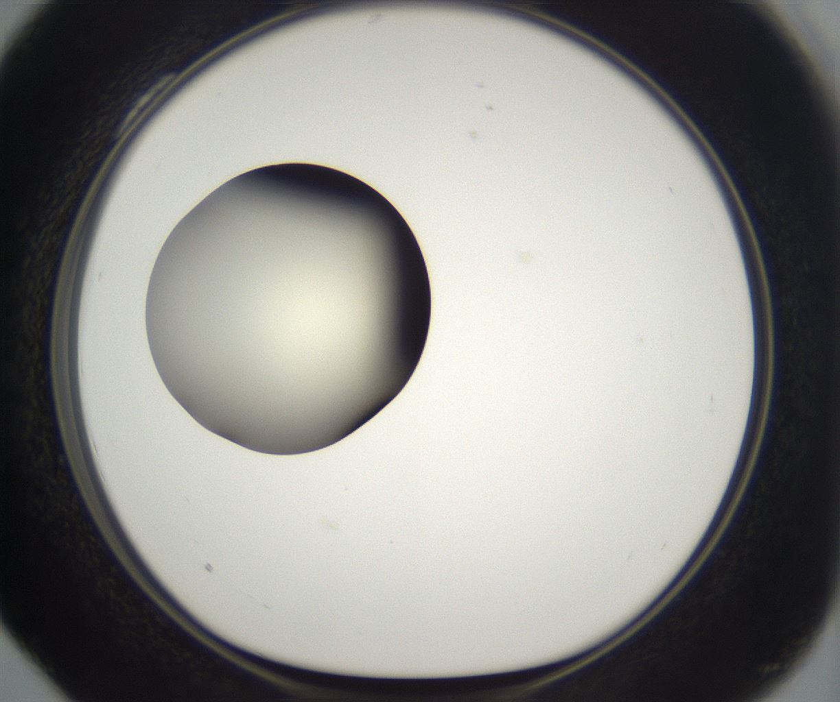 folderID197_plateID2197_batchID9967_wellNum28_profileID1_d1_r149106_ef.jpg