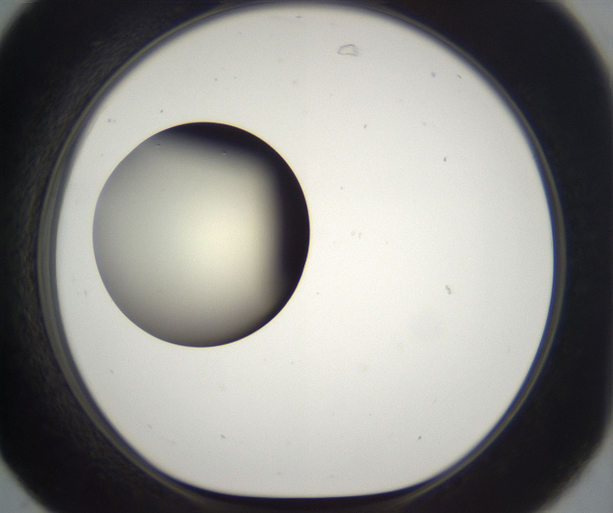 folderID197_plateID2197_batchID9967_wellNum31_profileID1_d1_r149109_ef.jpg
